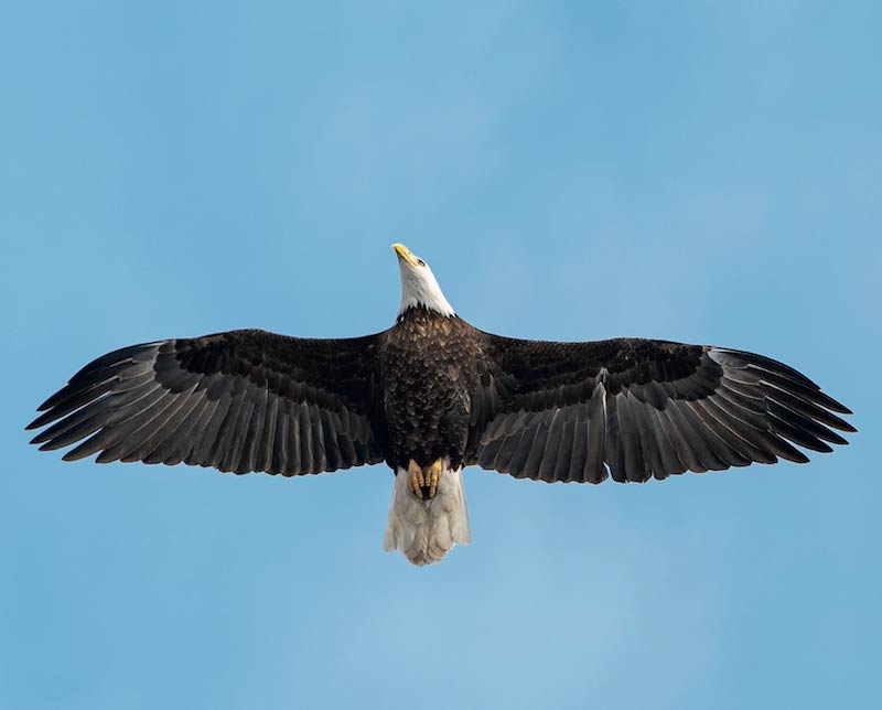 bald eagles in Elgin