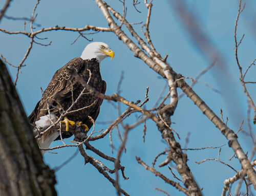 Where to Spot Bald Eagles in Downtown Elgin