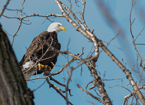 bald eagles in downtown Elgin