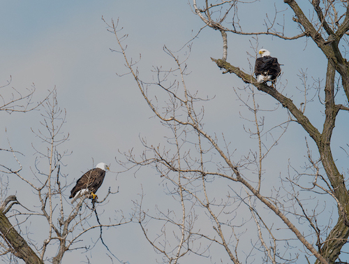 bald eagles in downtown elgin